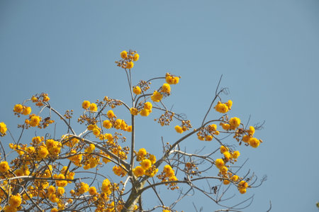 Yellow Silk Cotton Tree with blue sky in Chiangmai Thailandの写真素材