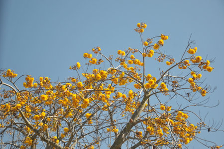 Yellow silk tree flowers in full bloom with blue sky in background.の写真素材