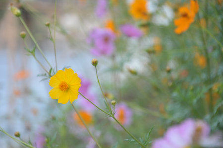 Cosmos flowers in the garden, soft focus and shallow DOF.の写真素材