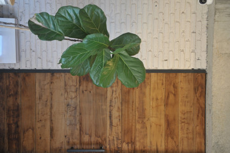 Ficus benjamina plant on the wooden wall in the roomの写真素材