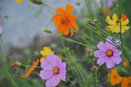 Beautiful cosmos flowers in the garden, Thailand. (Selective focus)の写真素材