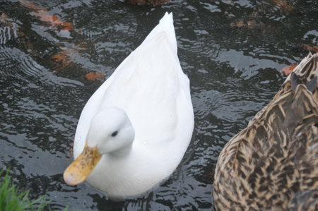 ducks swimming in the pond, close up of a white duckの写真素材