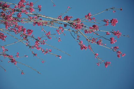 cherry blossom in spring with blue sky background, Thailand.の写真素材