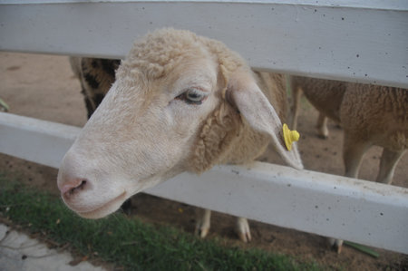 Sheep in the farm, sheep in the farm, sheep in the farmの写真素材