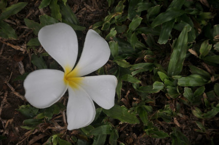 Frangipani flower in the garden. (Plumeria)の写真素材