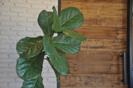 Ficus benghalensis plant in pot on wooden wall backgroundの写真素材