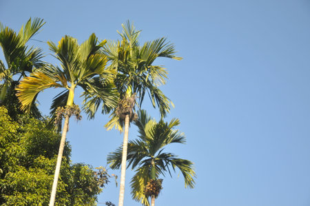 Palm trees against the blue sky in the city of Pattaya, Thailand.の写真素材