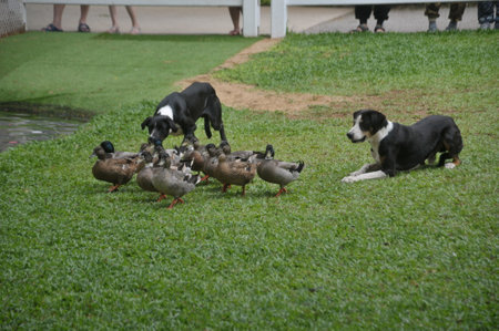 Dogs and ducks on the lawn in the city park. Close-up.の写真素材