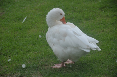 white goose on the green grass in the park, closeup of photoの写真素材