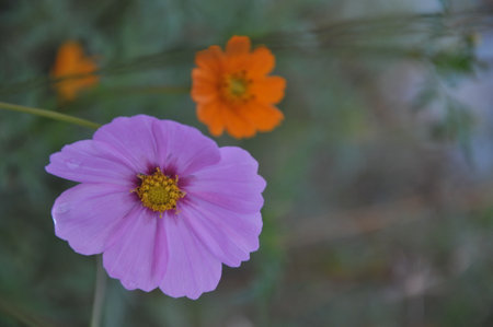 Cosmos flower with orange and pink flowers in the garden, nature backgroundの写真素材