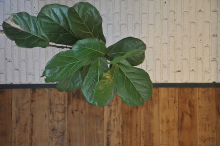 Ficus religiosa plant in the pot on wooden wall backgroundの写真素材