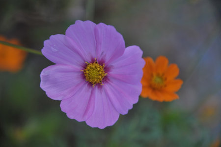 Cosmos flowers in the garden. (Scientific name Cosmos Bipinnatus)の写真素材