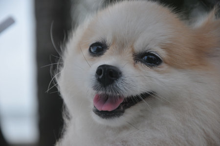 Cute Pomeranian dog looking at camera with tongue out.の写真素材