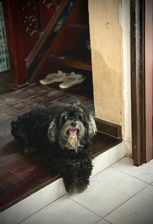 A black dog is sitting on the floor in front of the door.の写真素材