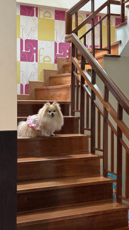 Pomeranian dog sitting on the stairs in a beautiful room.の写真素材