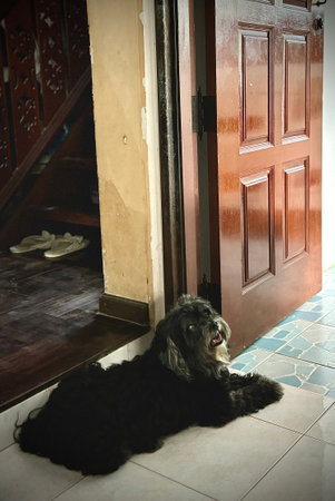 A dog sitting in front of a door at home, looking upの写真素材