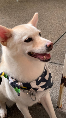 White dog in a black collar with a collar. Close-up.の写真素材