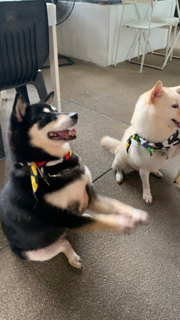 Siberian husky dogs playing with each other on the streetの写真素材