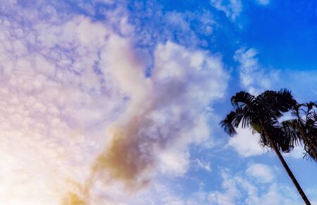 Sunset Cotton Candy Clouds and Palm tree with blue sky , copy spaceの写真素材