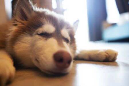 Picture of a chill dog, taking a nap ,Siberian Huskyの写真素材