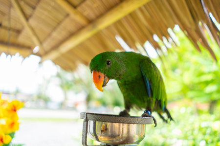 Green Parrot perched on the feeding plate