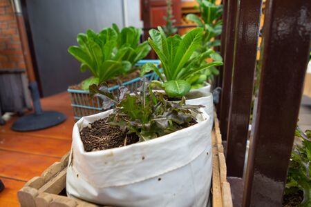 Homegrown Organic vegetable In A Gardenの写真素材