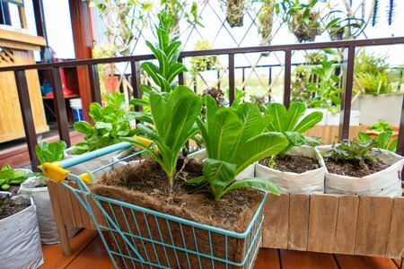 Homegrown Organic vegetable In A Gardenの写真素材