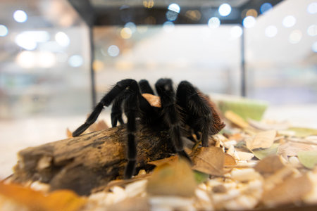 Tarantula spider In a glass cabinet decorated like in natureの写真素材