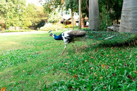 Male blue and green peacocks in the gardenの写真素材