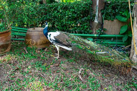Male blue and green peacocks in the gardenの写真素材