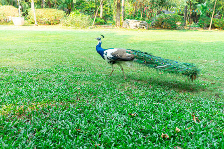 Male blue and green peacocks in the gardenの写真素材