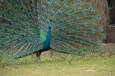 Male peacock showing feathers in the gardenの写真素材