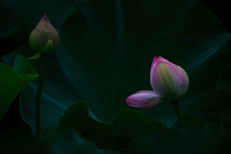 Summer Lotusの写真素材