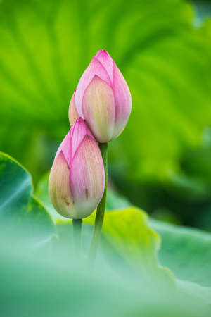 Summer Lotusの写真素材