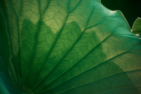 Lotus and lotus leaf