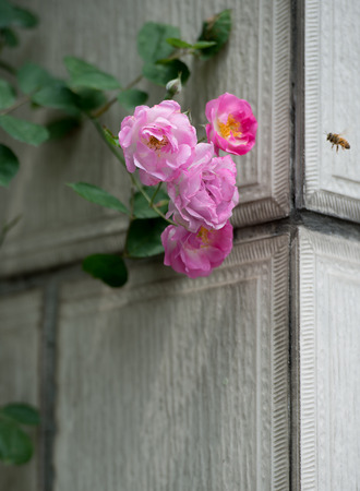 Rose and wallsの写真素材