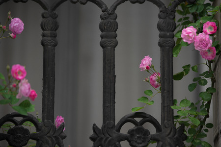 Iron gate with Roseの写真素材