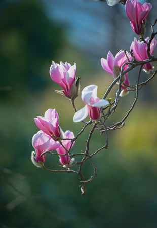 Magnolia flowersの写真素材
