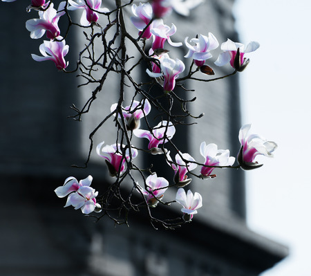 Magnolia flowersの写真素材