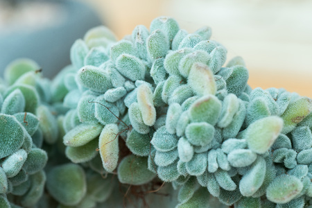 Succulentsの写真素材