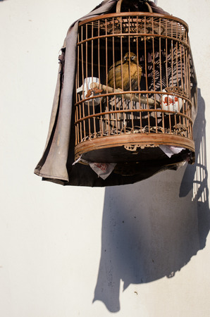 bird in cageの写真素材