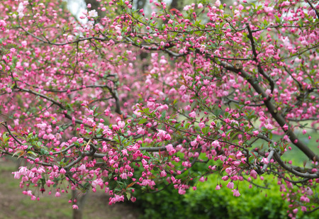 Chaenomeles Speciosaの写真素材