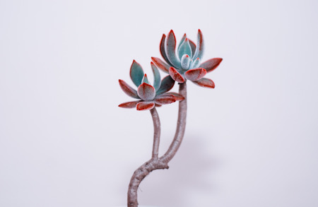 Echeveria pulvinataの写真素材