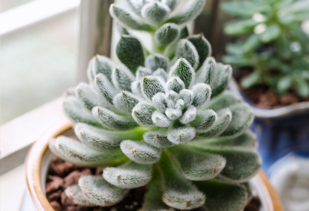 succulent plantsの写真素材