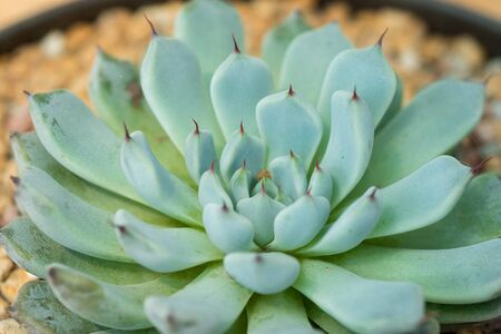 Orostachys boehmeriの写真素材