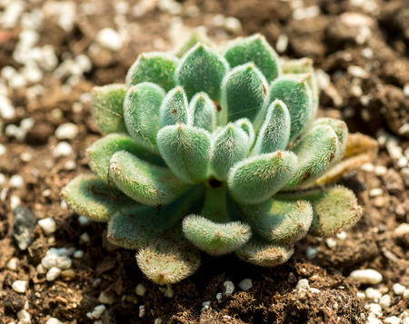 Orostachys boehmeri
の写真素材