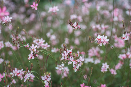 Tiny pink flowersの写真素材