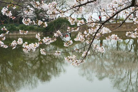 cherry blossoms by the lakeの写真素材
