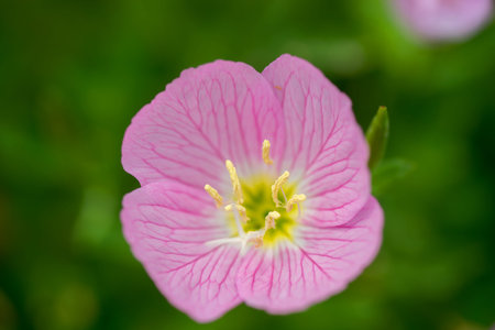 Petunia petals and budsの写真素材
