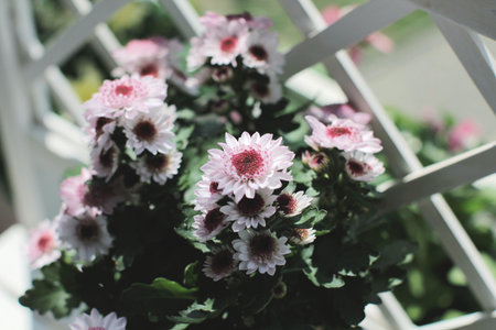 Pink Daisyの写真素材